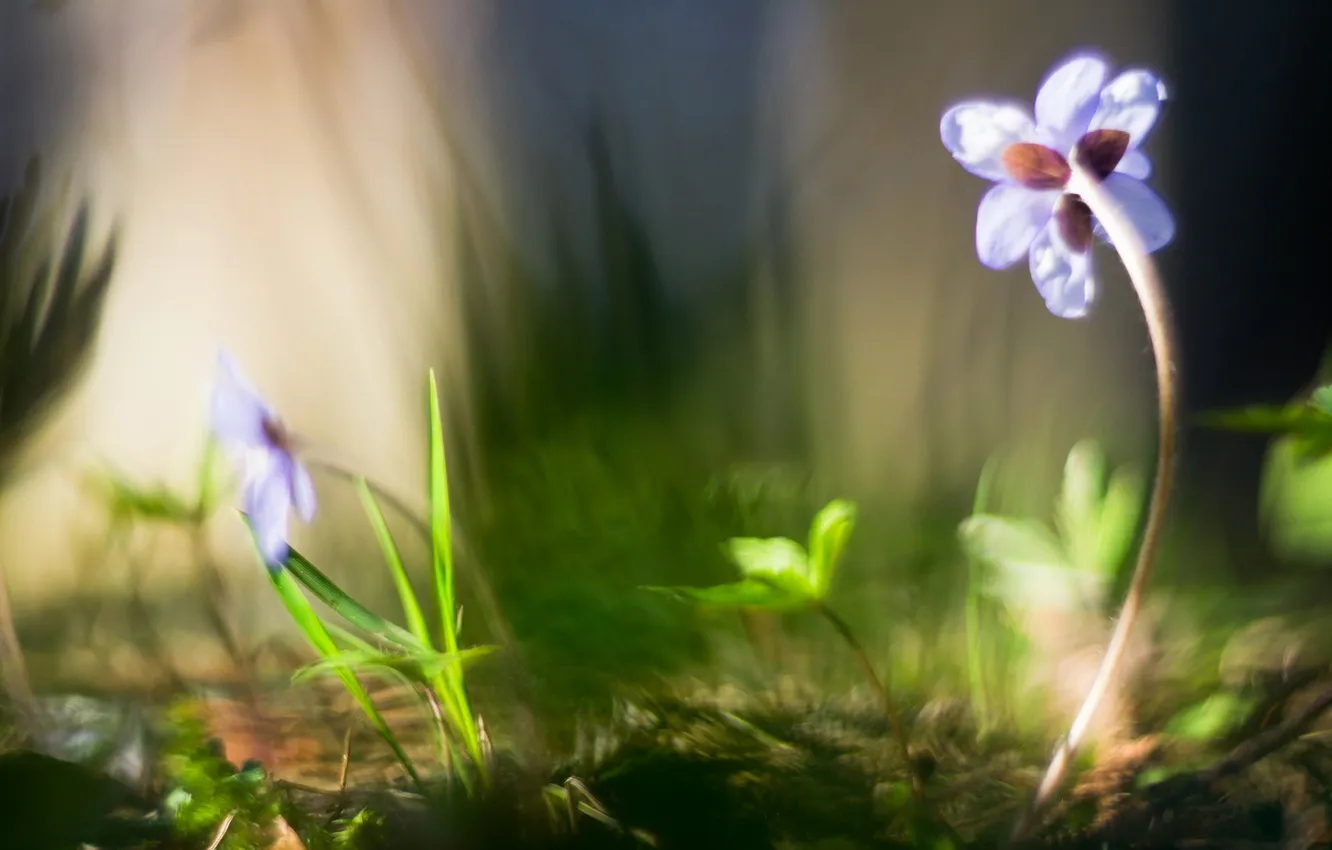 Photo wallpaper flowers, nature, Hepatica