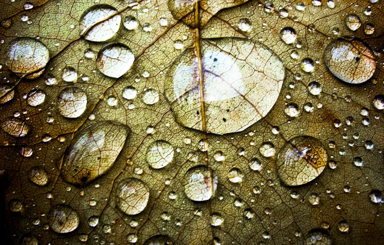 Photo wallpaper leaves, drops, Rosa, veins