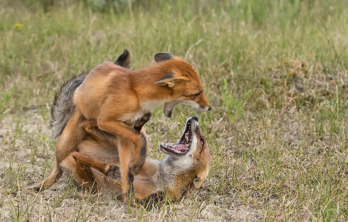 Photo wallpaper nature, background, Fox