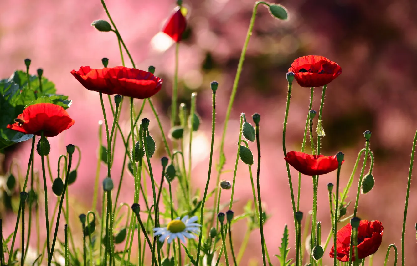 Photo wallpaper Maki, chamomile, petals, meadow