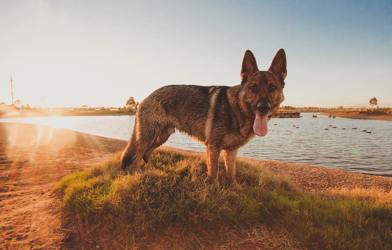 Photo wallpaper look, each, dog