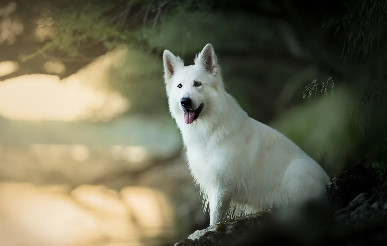 Photo wallpaper dog, bokeh, The white Swiss shepherd dog