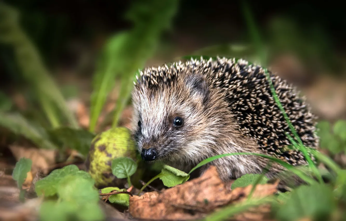 Photo wallpaper grass, look, leaves, muzzle, hedgehog, bokeh, hedgehog