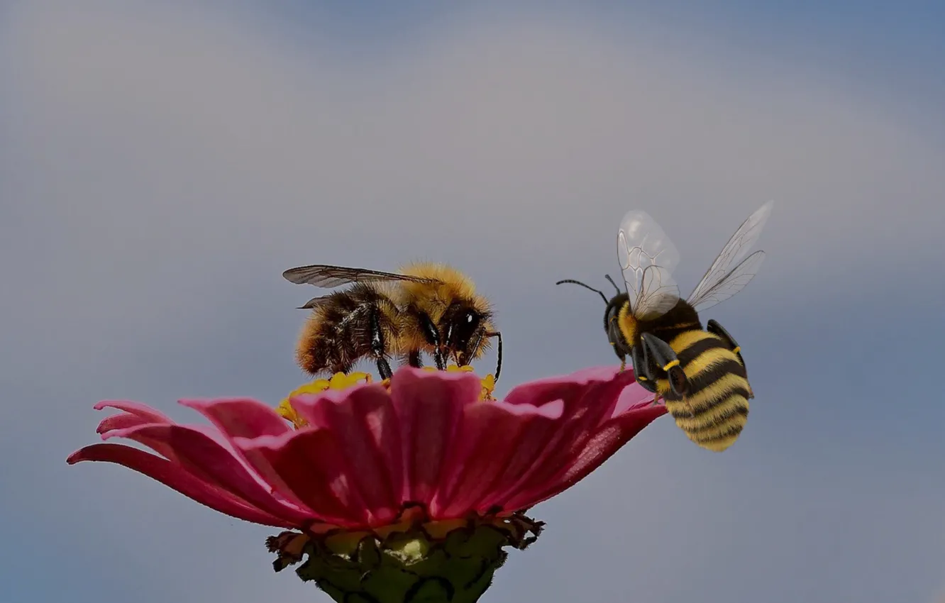 Photo wallpaper flowers, garden, plant, petals, insect, blooming dawn, sprping