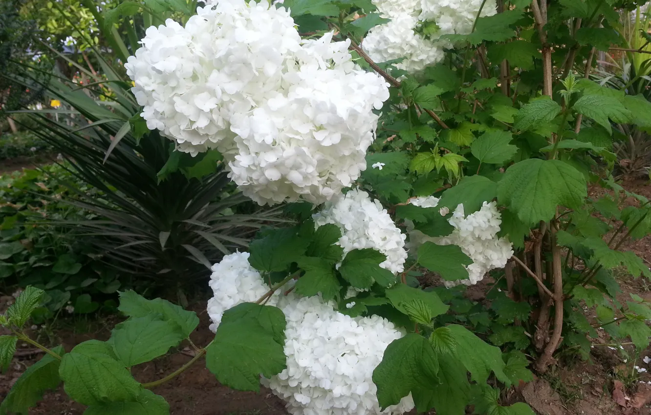 Photo wallpaper green, flowers, Iran
