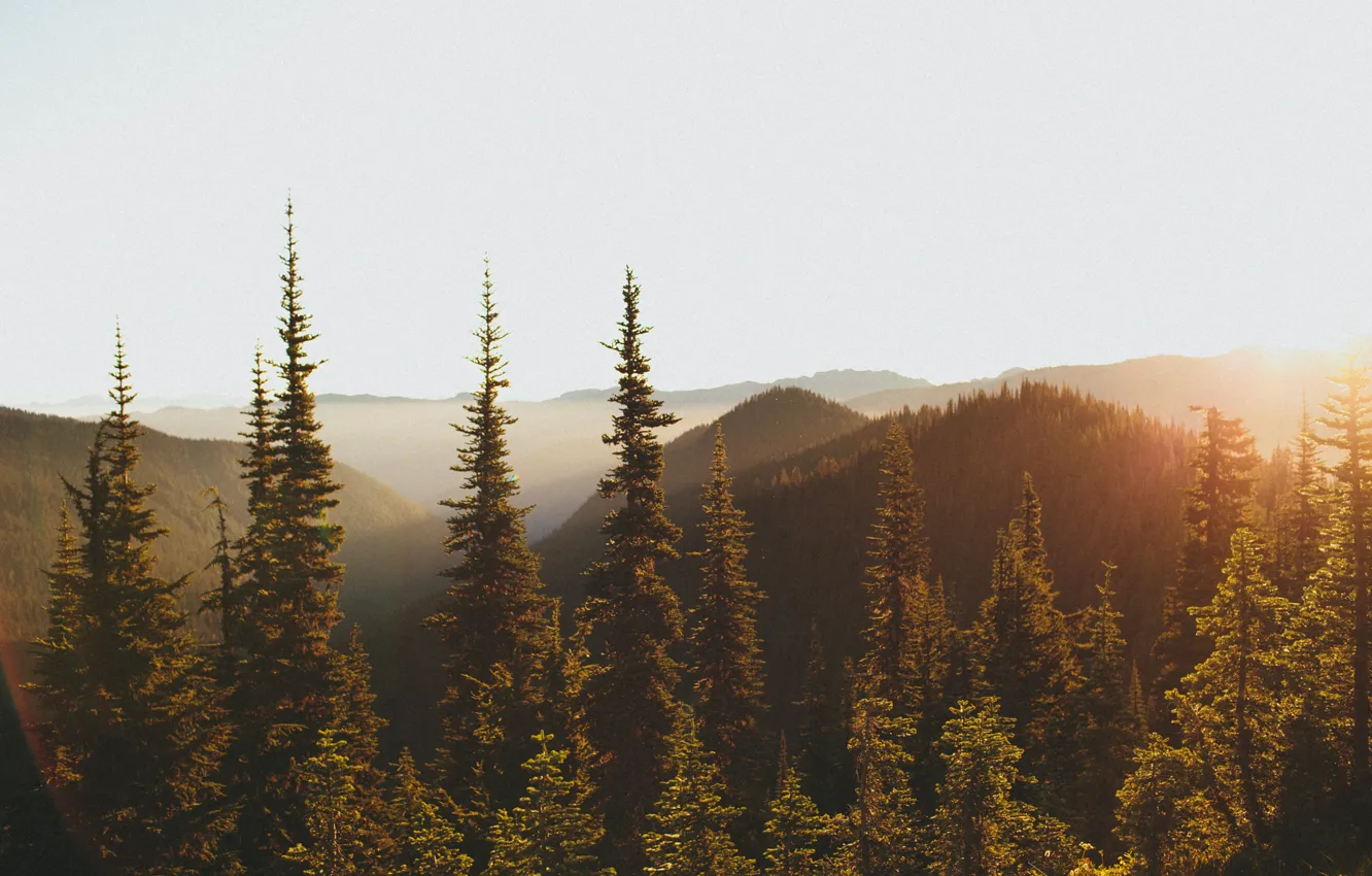 Photo wallpaper forest, light, mountains, morning