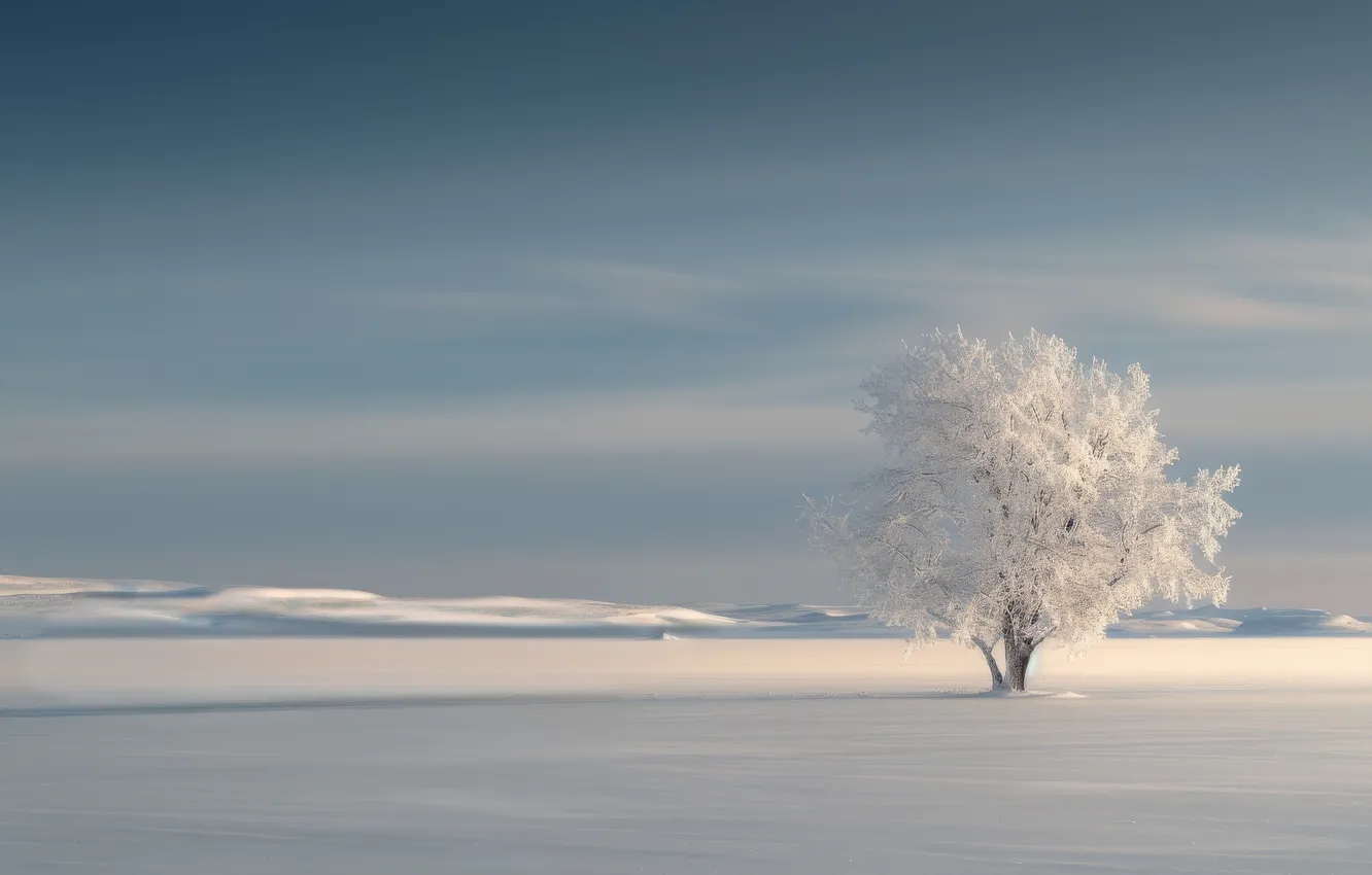 Photo wallpaper winter, frost, field, snow, trees, AI art, neural network