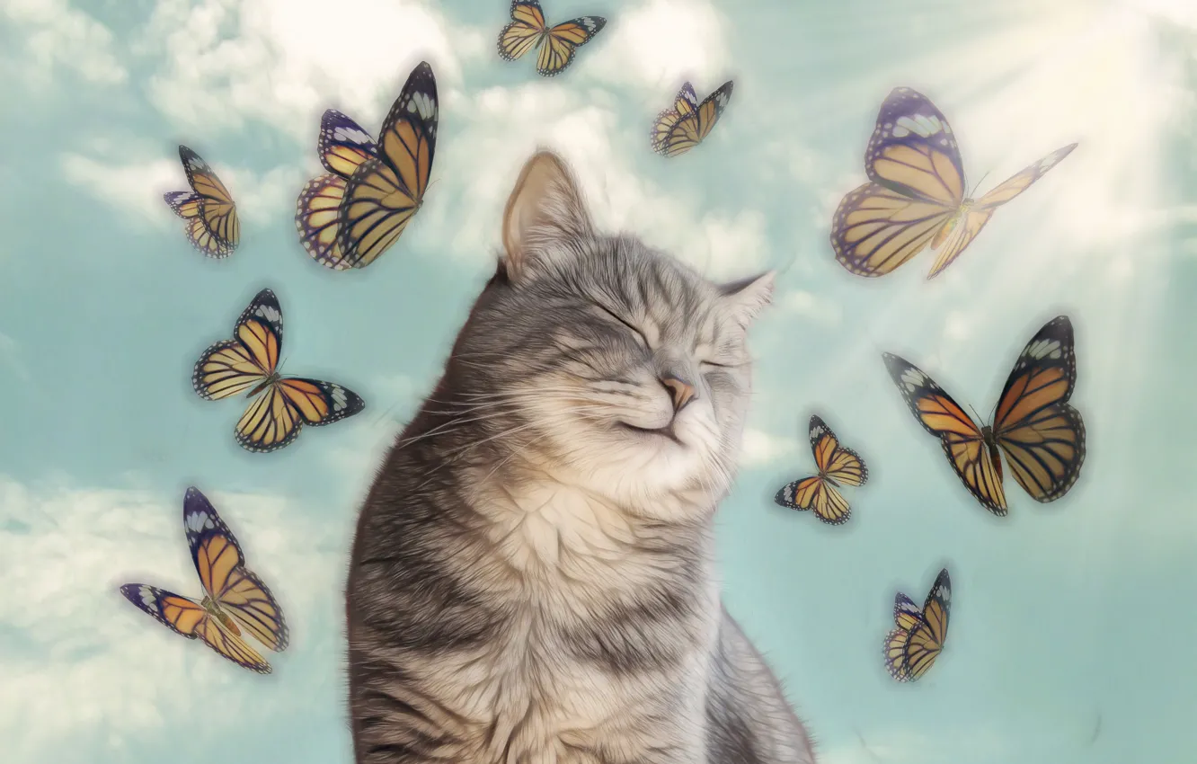 Photo wallpaper cat, butterfly, bliss