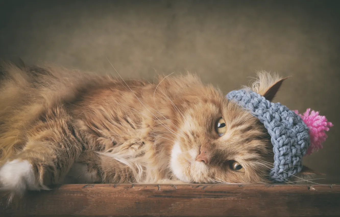 Photo wallpaper cat, cat, lies, cap, Maine Coon