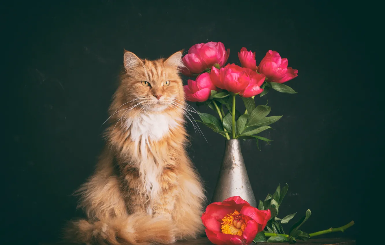 Photo wallpaper cat, cat, flowers, red