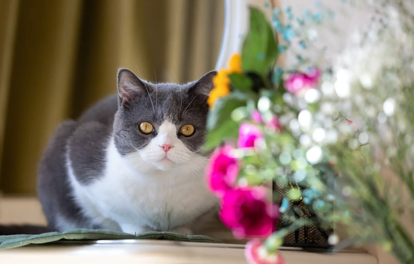 Photo wallpaper cat, cat, look, flowers, pose, bouquet, curtains, face