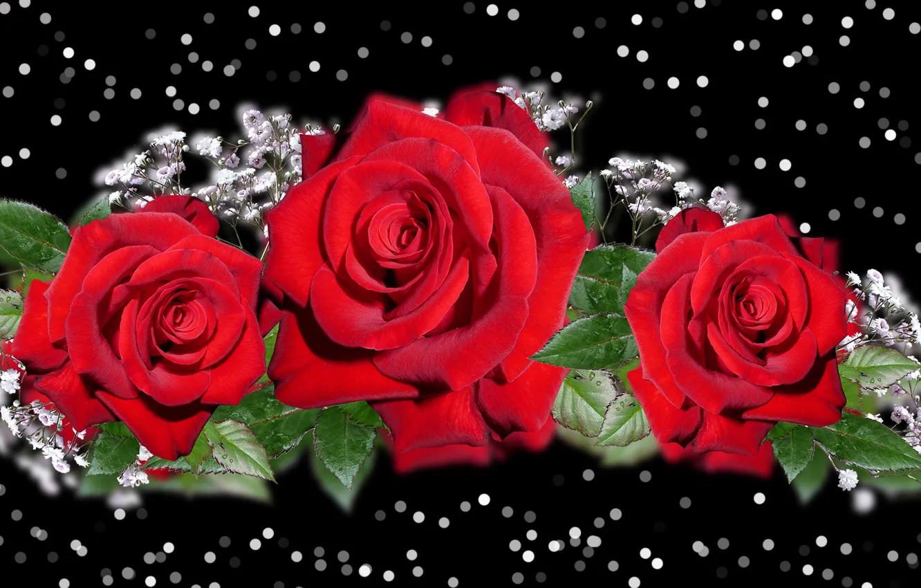 Photo wallpaper Graphics, Flowers, Red, Roses