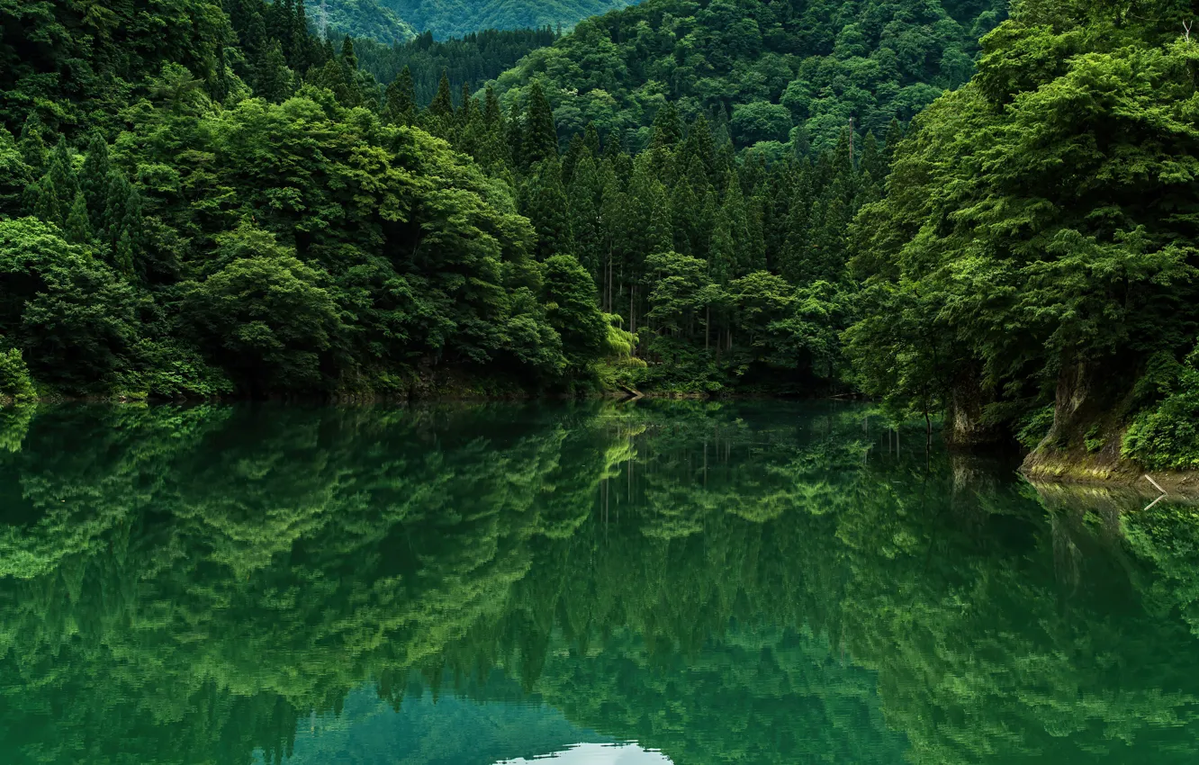 Photo wallpaper green, trees, landscape, nature, lake, grennery