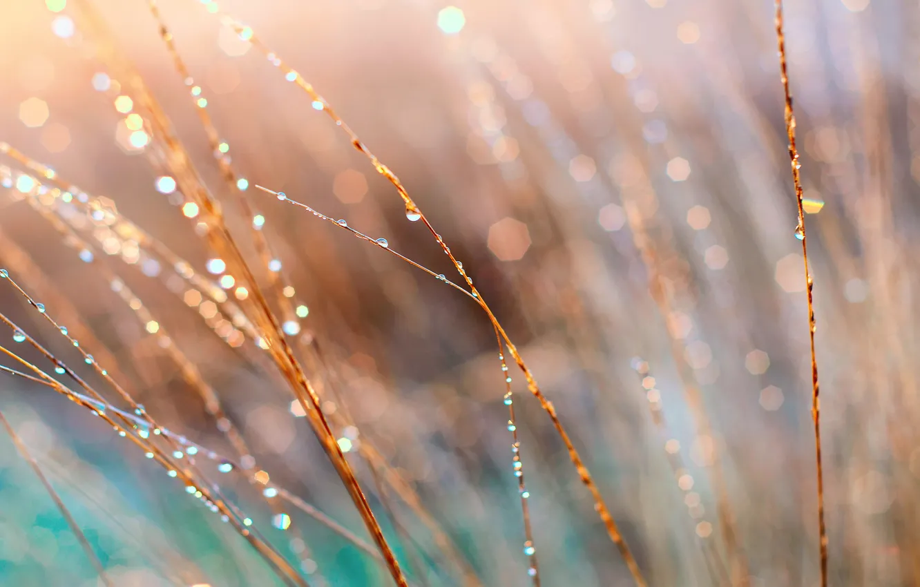 Photo wallpaper grass, macro, light, Rosa, glare, morning