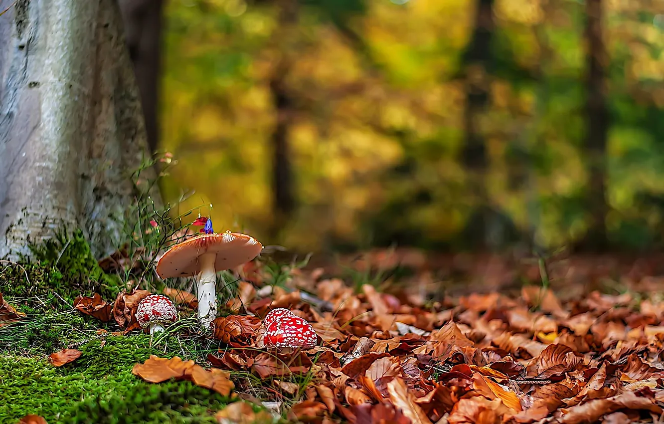 Photo wallpaper autumn, forest, leaves, nature, mushrooms, Amanita