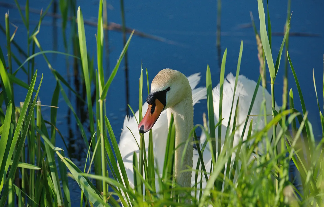 Photo wallpaper grass, look, lake, swans