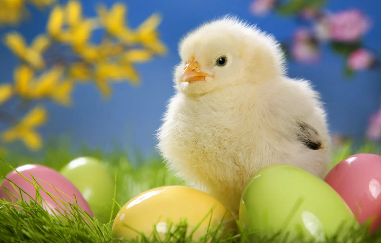 Photo wallpaper grass, eggs, Easter, chicken