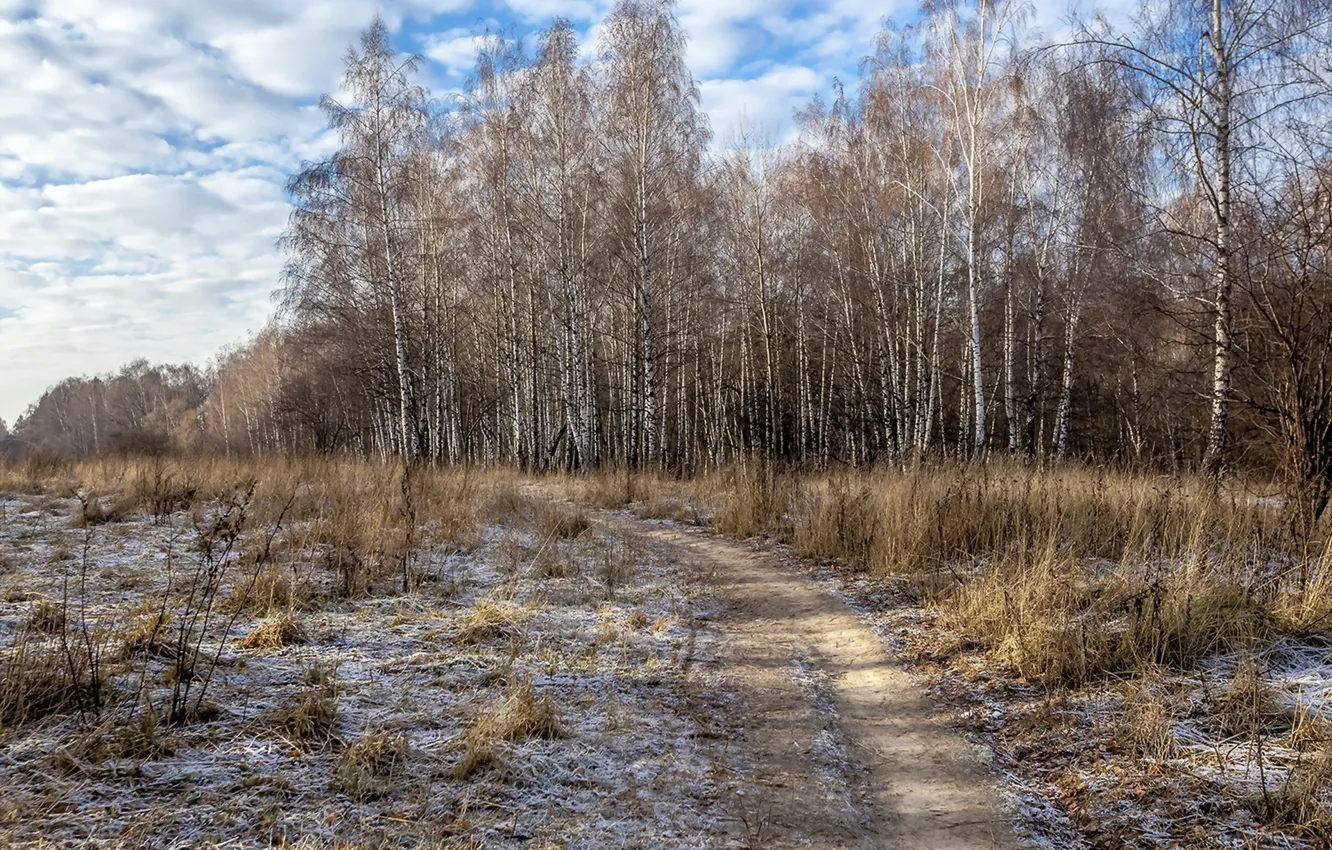 Photo wallpaper frost, field, birch