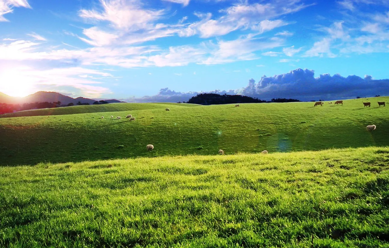 Photo wallpaper clouds, sheep, Field