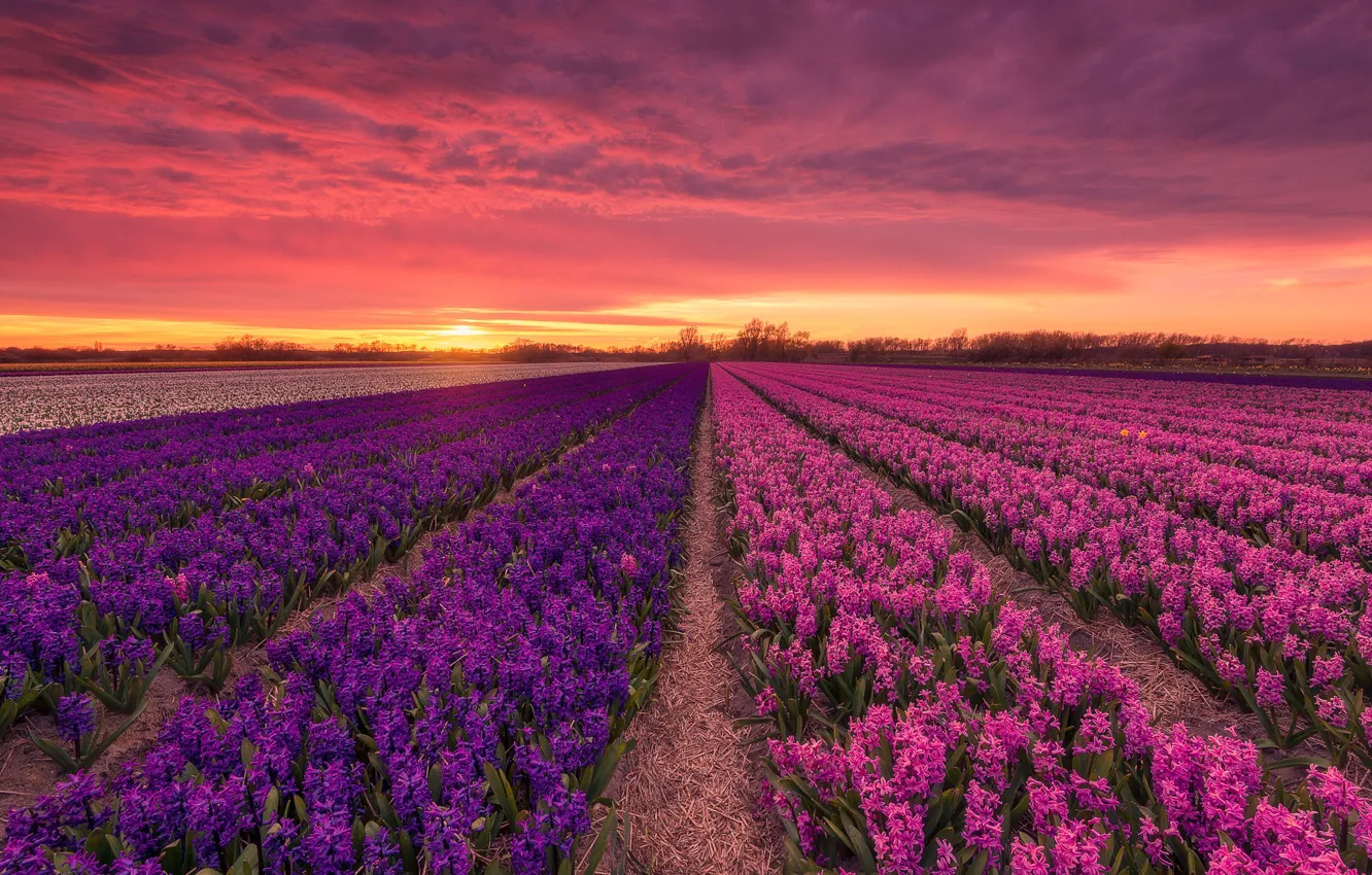 Photo wallpaper field, sunset, Holland, hyacinths