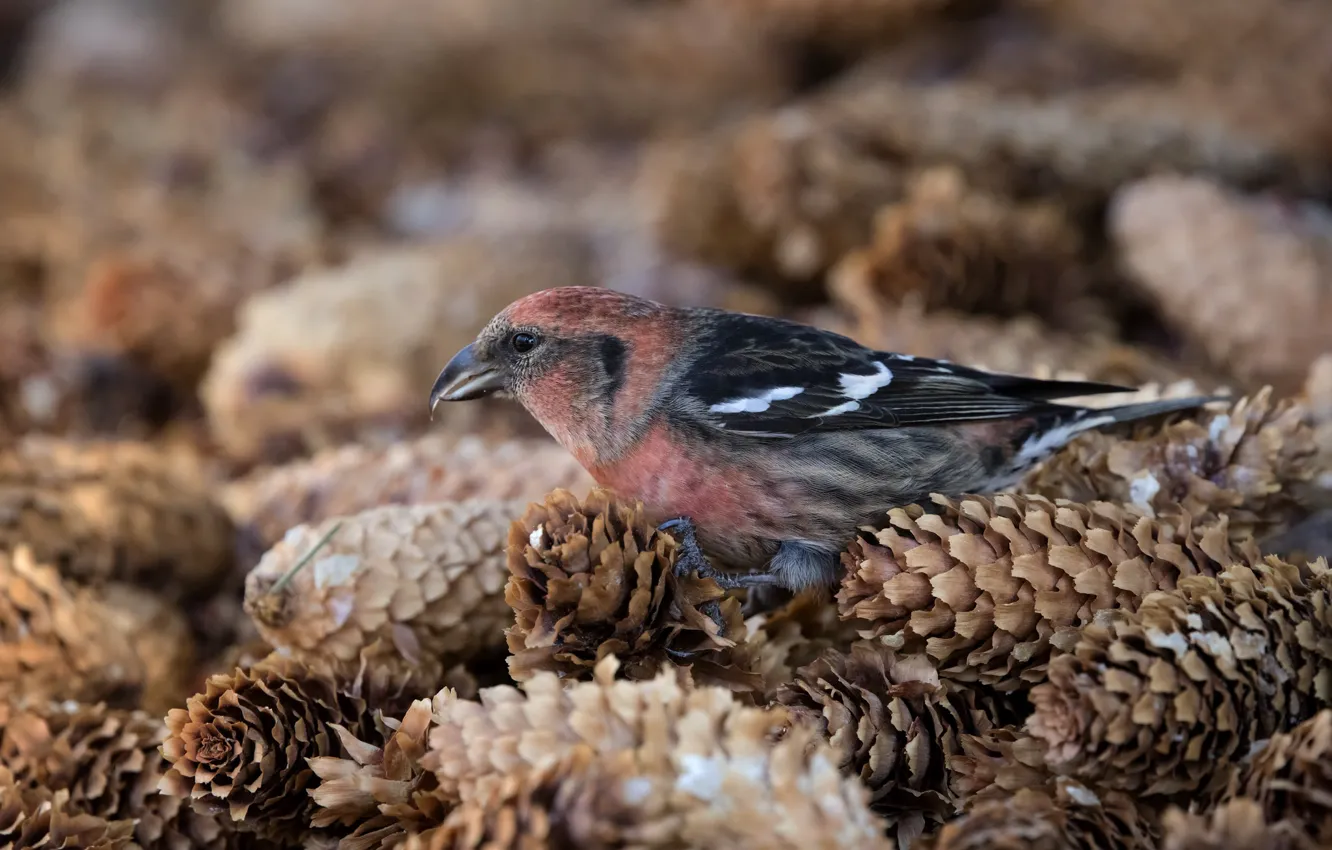 Photo wallpaper bird, bumps, Klest