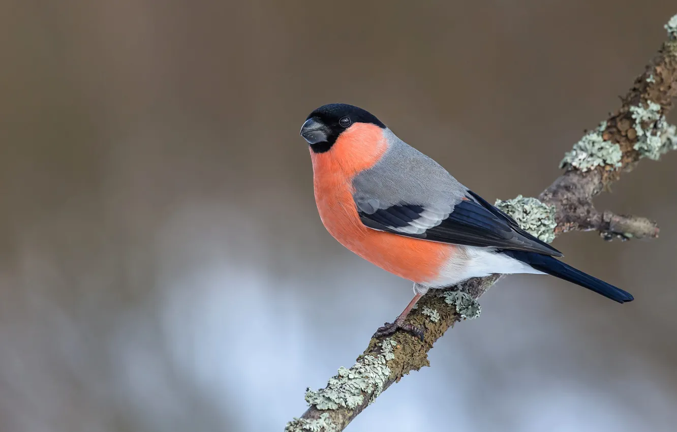 Photo wallpaper branches, background, bird, bullfinch