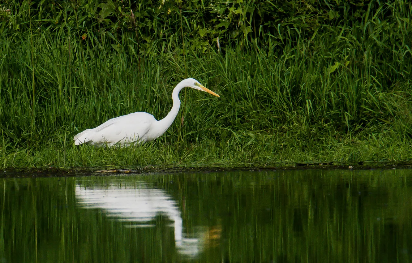 Photo wallpaper river, bird, white egret, photohunt