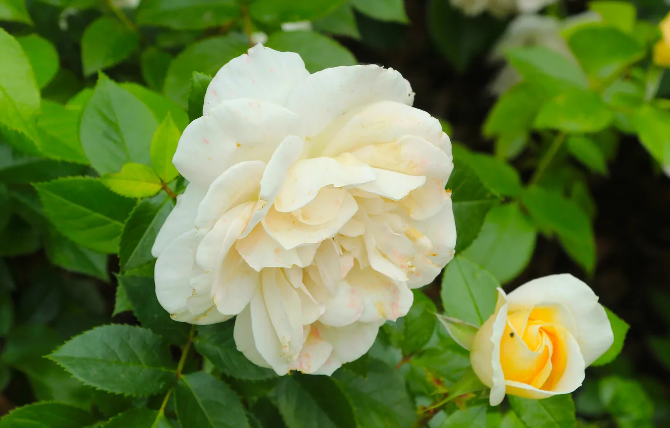 Photo wallpaper white, flower, roses