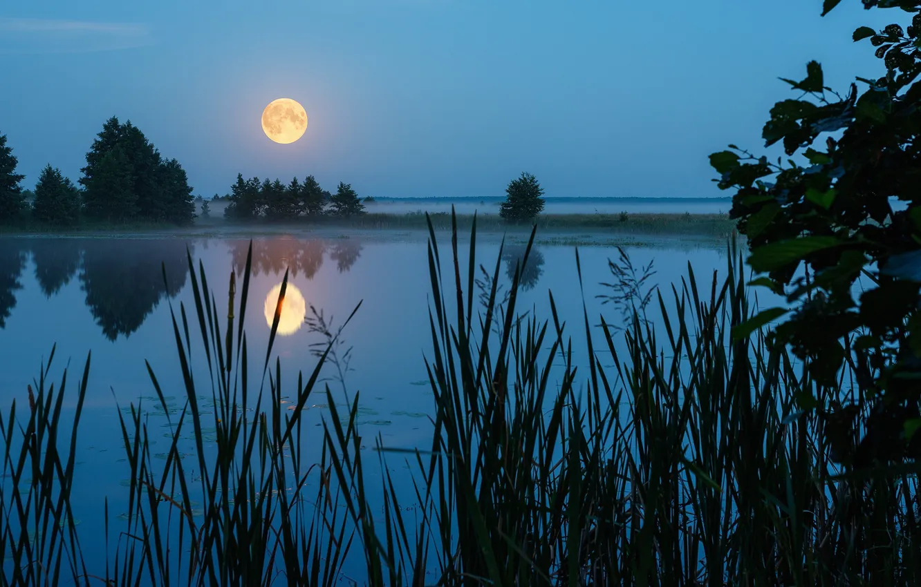 Photo wallpaper grass, water, landscape, night, nature, reflection, the moon, Sergey Sergeev