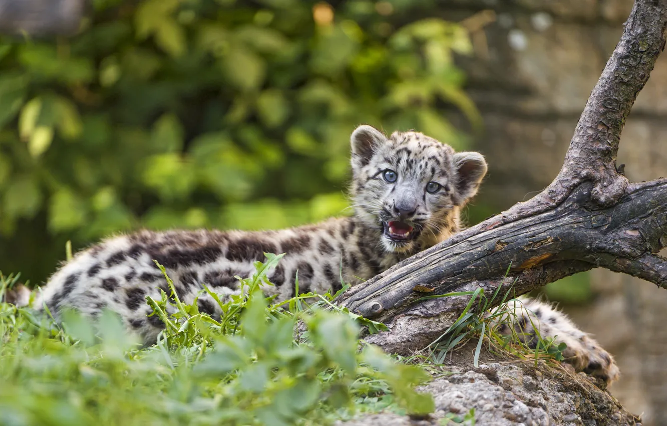 Photo wallpaper cat, grass, snag, IRBIS, snow leopard, cub, kitty, ©Tambako The Jaguar