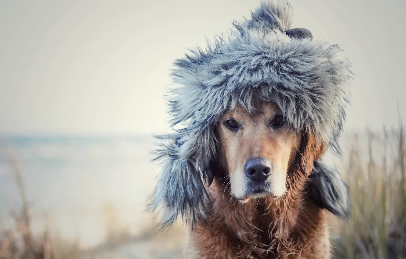 Photo wallpaper each, dog, hat