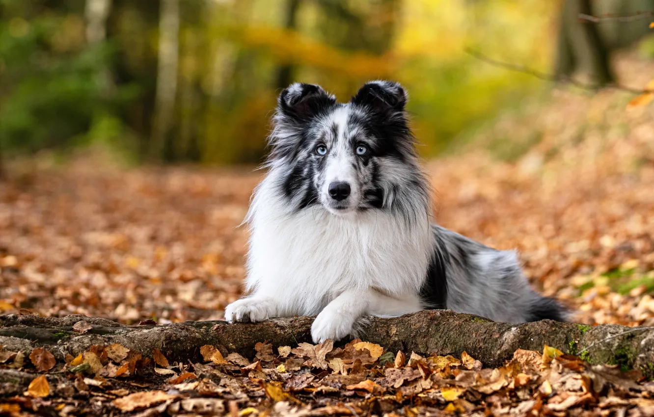 Photo wallpaper autumn, dog, collie, Sheltie