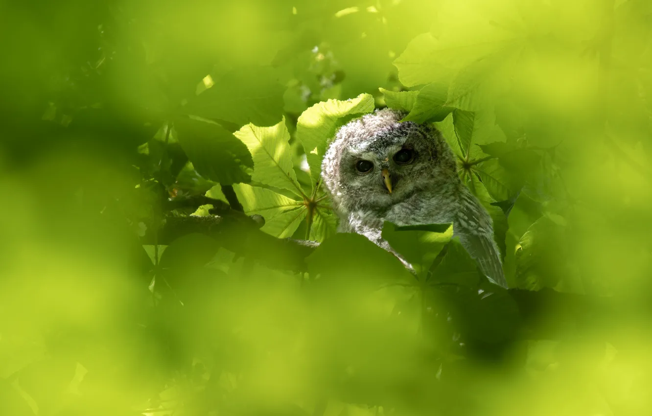 Photo wallpaper greens, look, leaves, light, owl, bird, Chicks, green background
