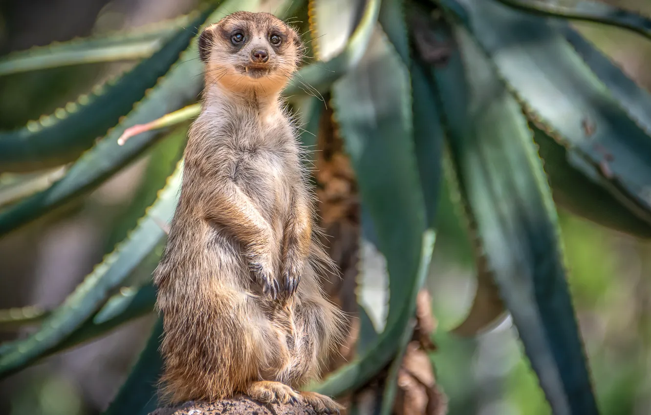 Photo wallpaper meerkats, funny, animal