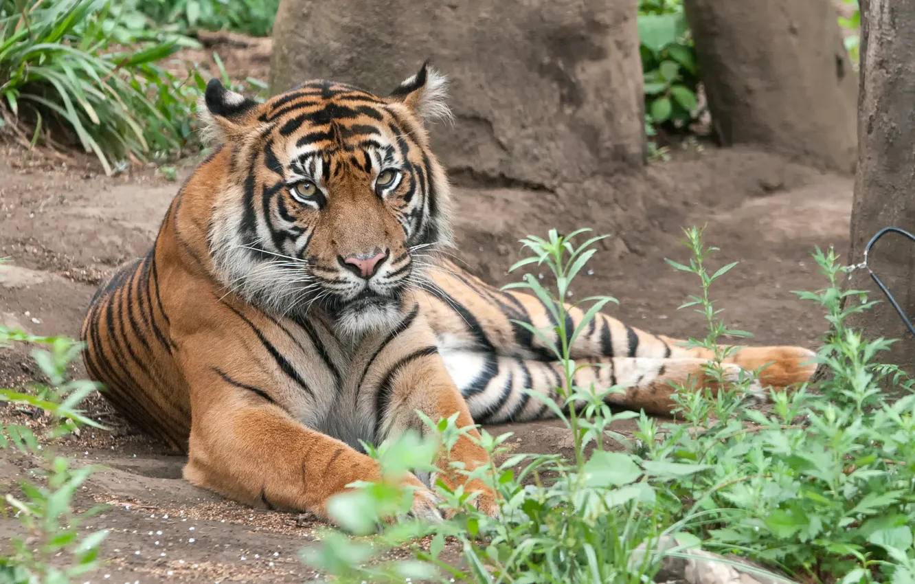 Photo wallpaper cat, grass, tiger, Sumatran