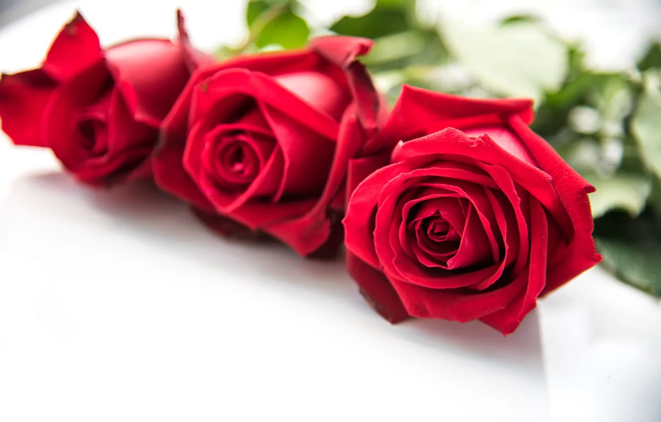 Photo wallpaper flowers, red, roses, bouquet, red, buds, flowers, romantic