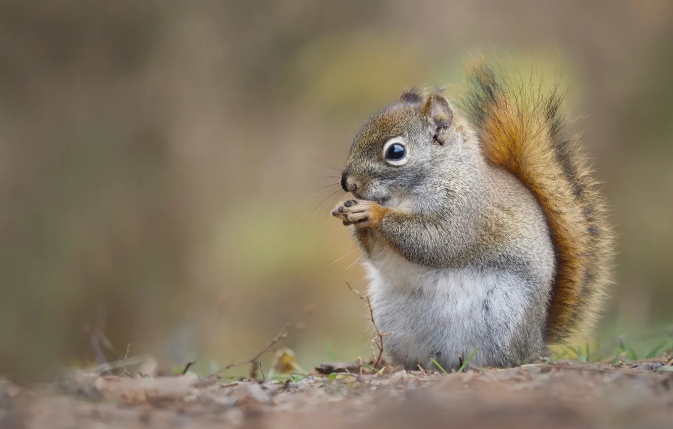 Photo wallpaper background, protein, bokeh, squirrel, Vladimir Morozov