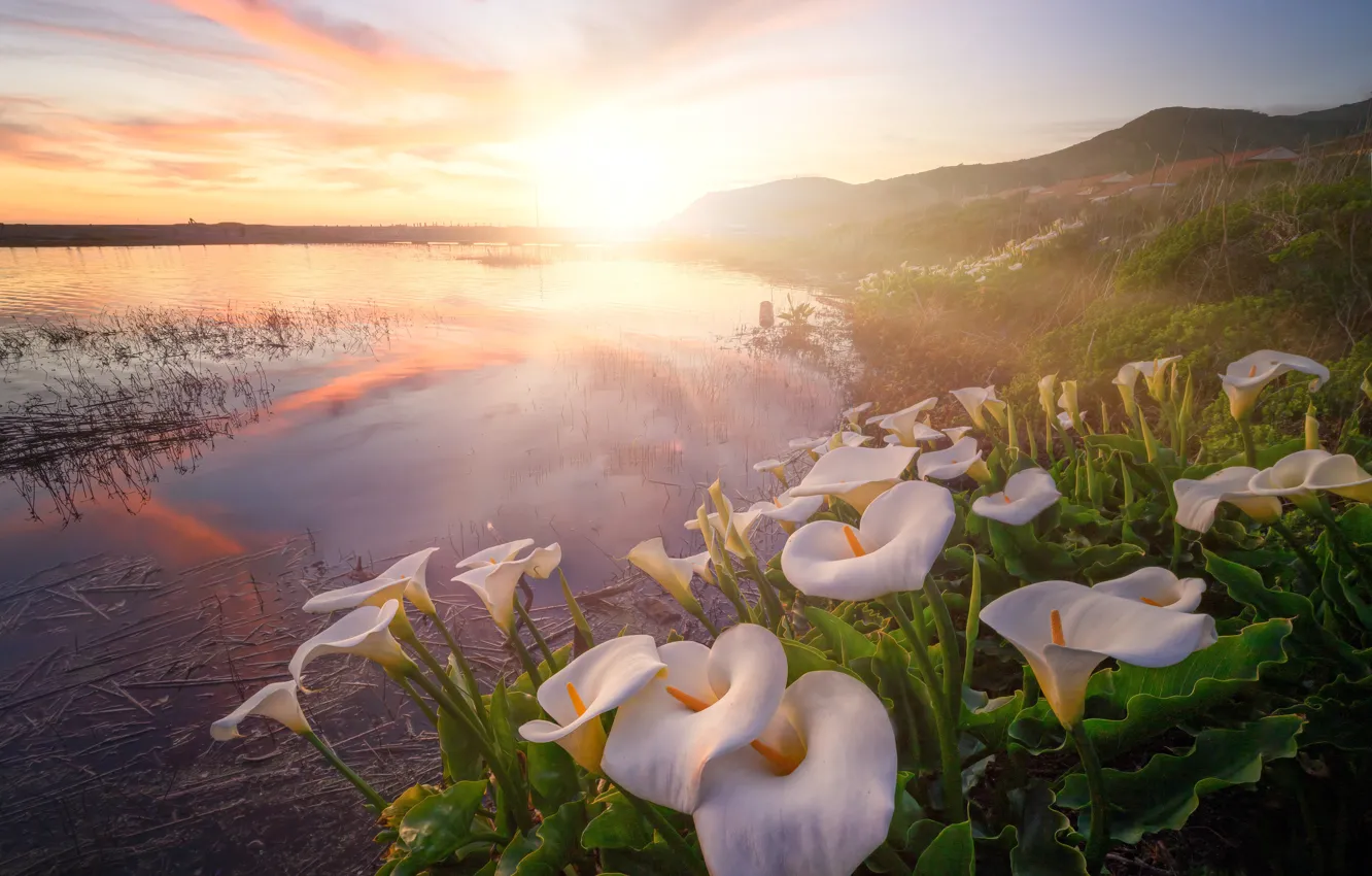 Photo wallpaper rays, light, flowers, fog, lake, dawn, hills, shore