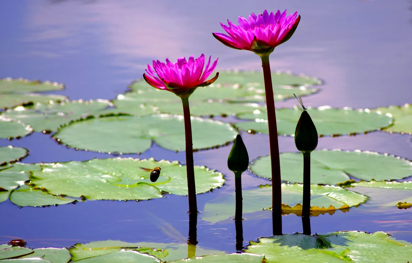 Photo wallpaper leaves, flowers, Lotus, pond