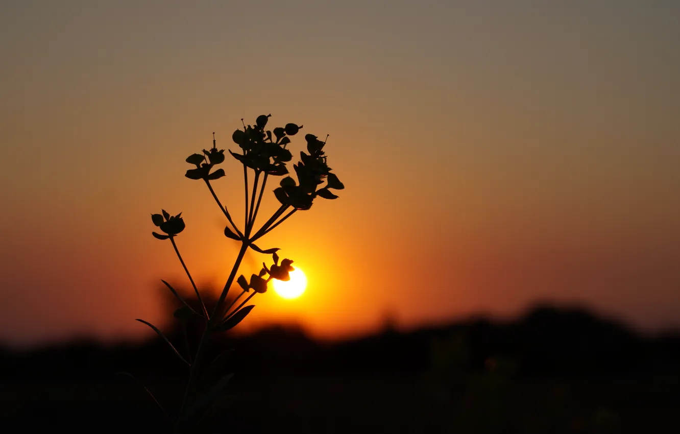 Photo wallpaper flower, plant, Sunset, silhouette, Dawn, scarlet sunset