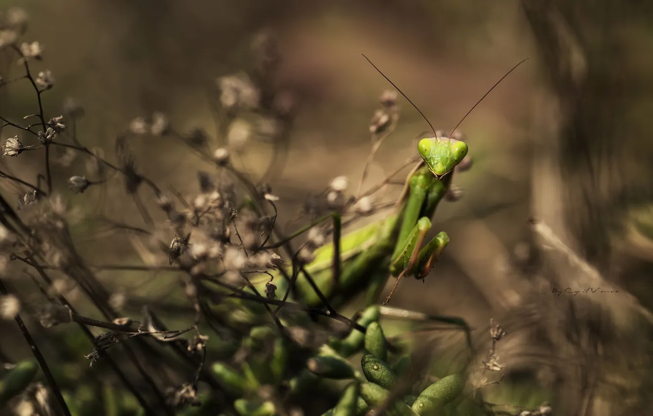 Photo wallpaper grass, green, plant, mantis, insect, hiding
