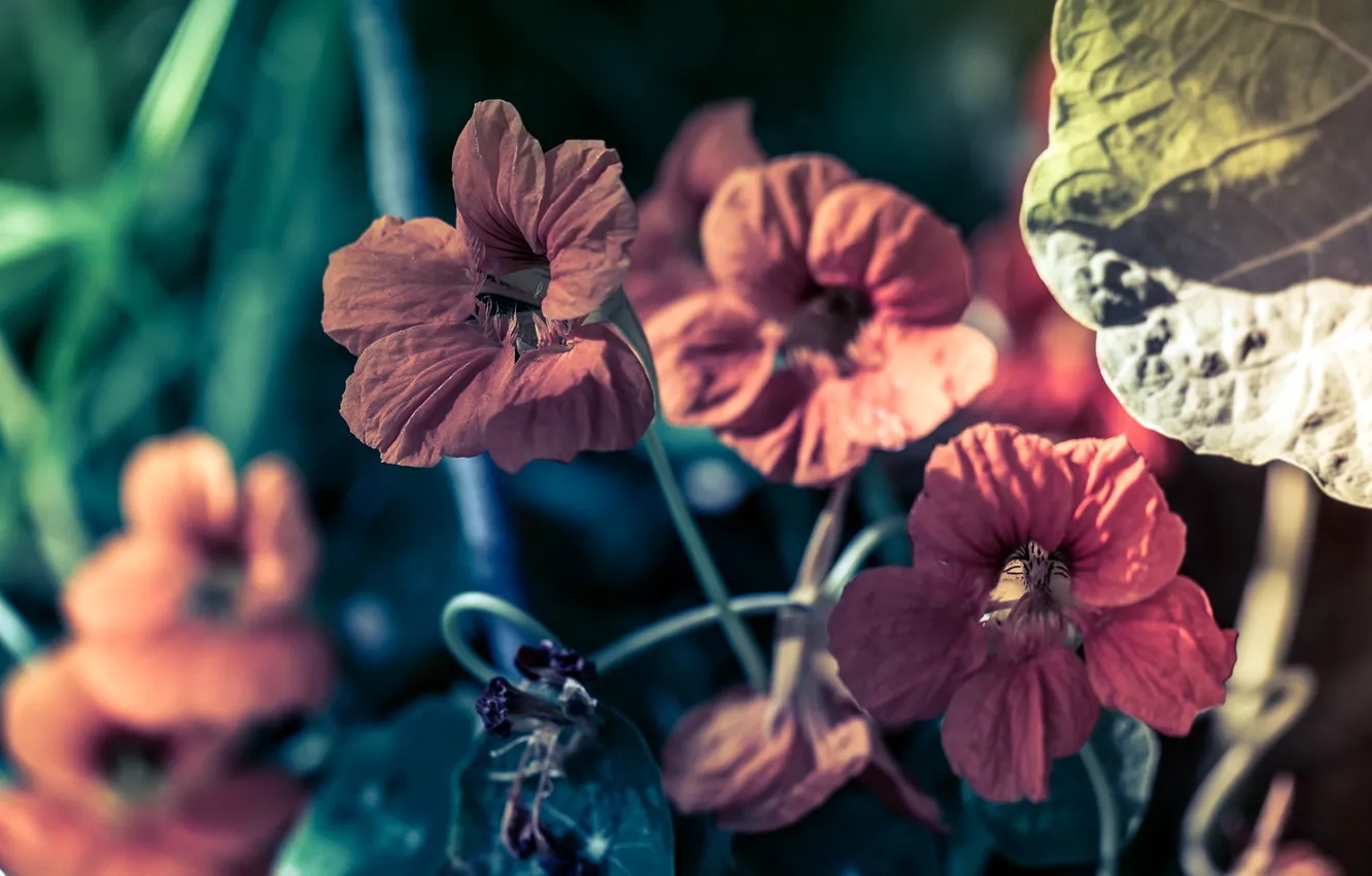 Photo wallpaper macro, flowers, nature