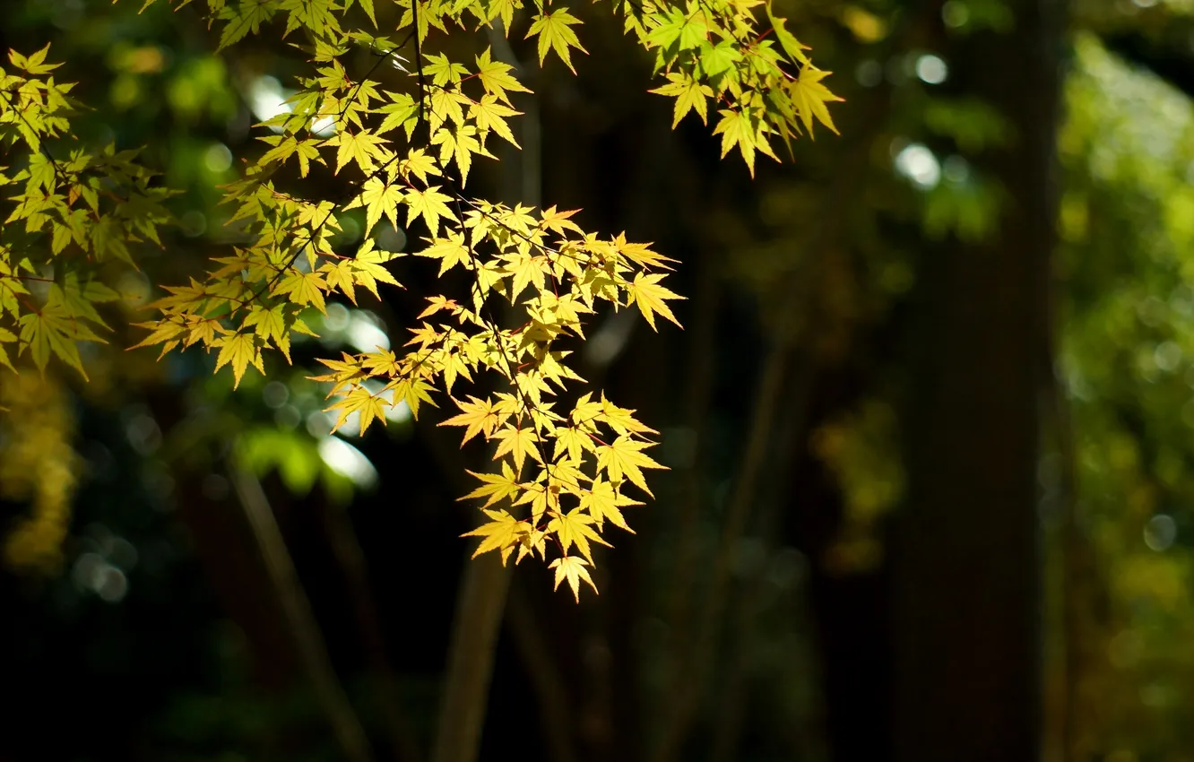 Photo wallpaper leaves, light, trees, focus, maple, Vance