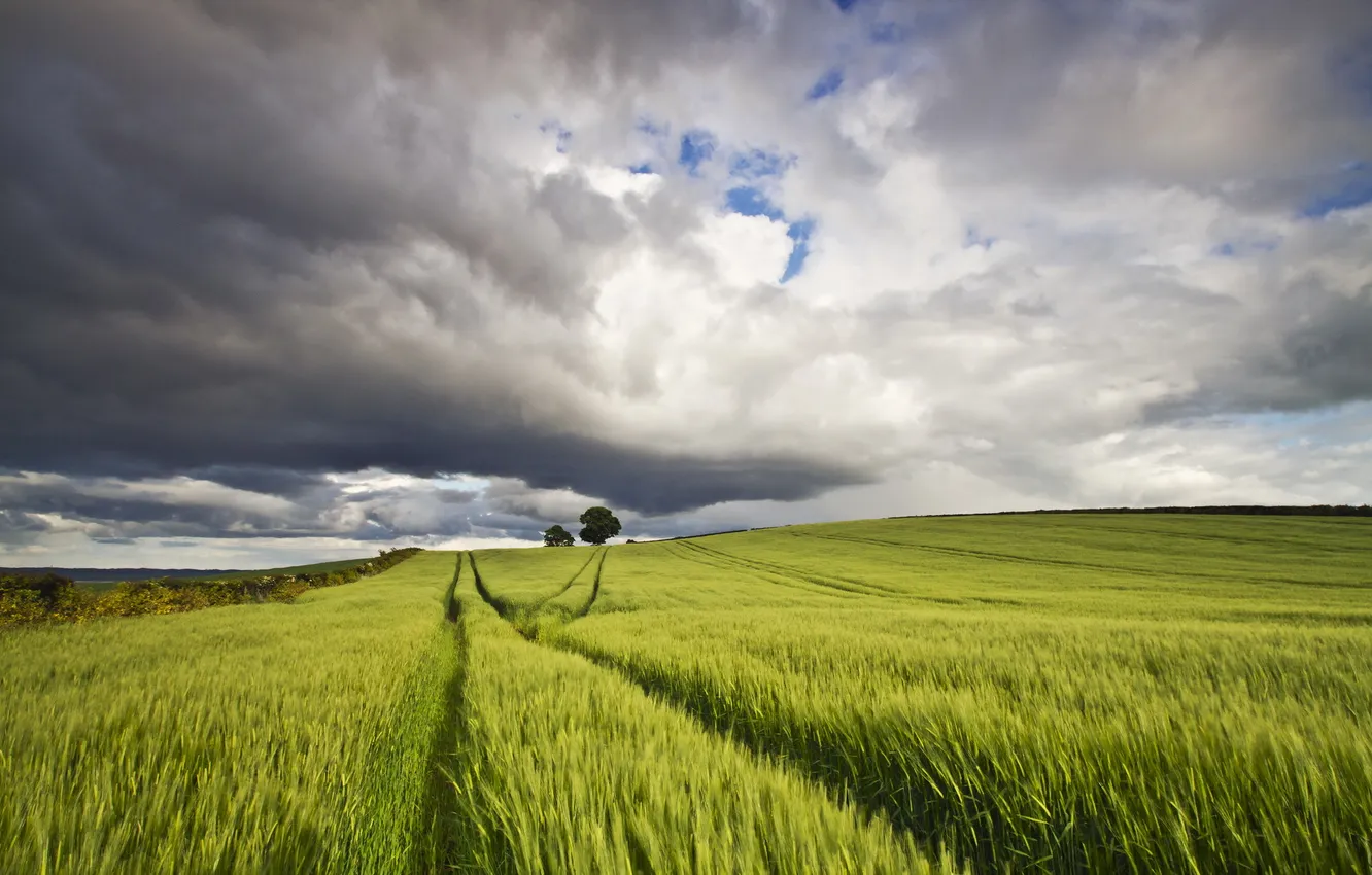 Photo wallpaper field, summer, the sky