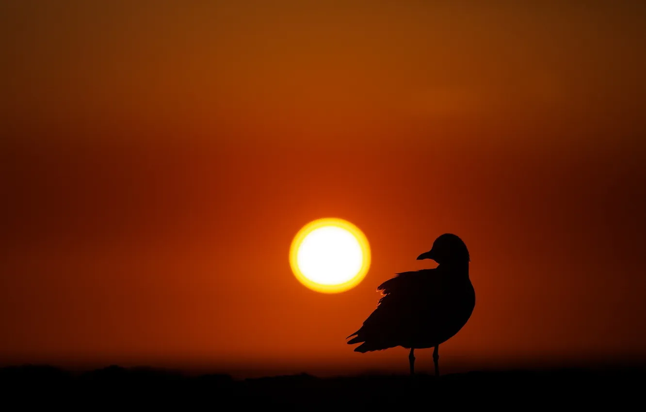 Photo wallpaper light, nature, bird