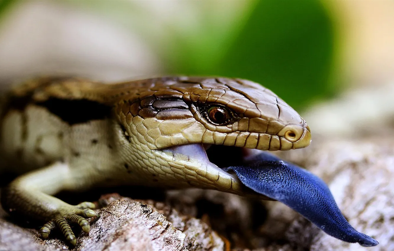 Photo wallpaper language, blue, lizard