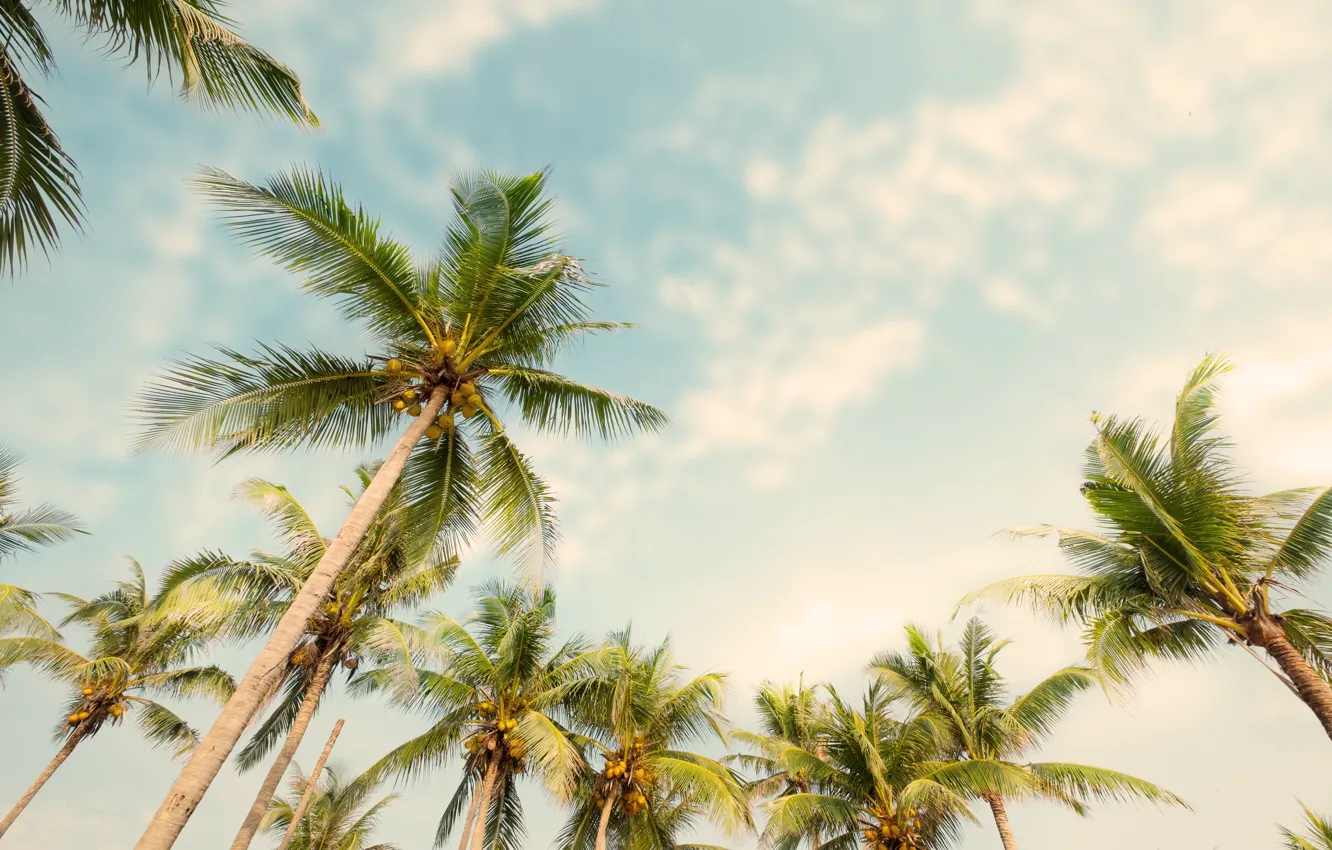 Photo wallpaper beach, summer, the sky, palm trees, summer, beach, beautiful, paradise