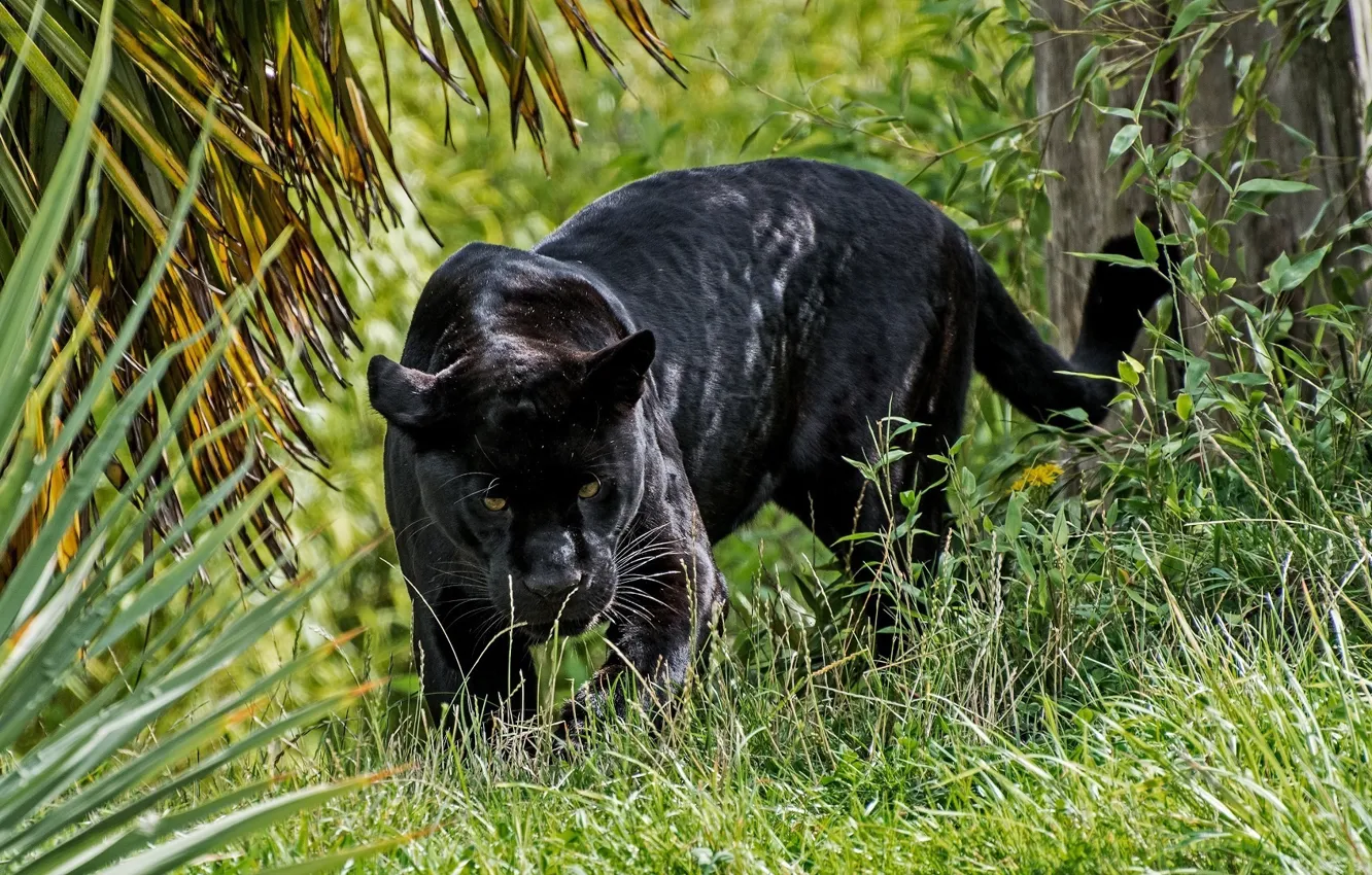 Photo wallpaper predator, Panther, wild cat, looks, black Jaguar