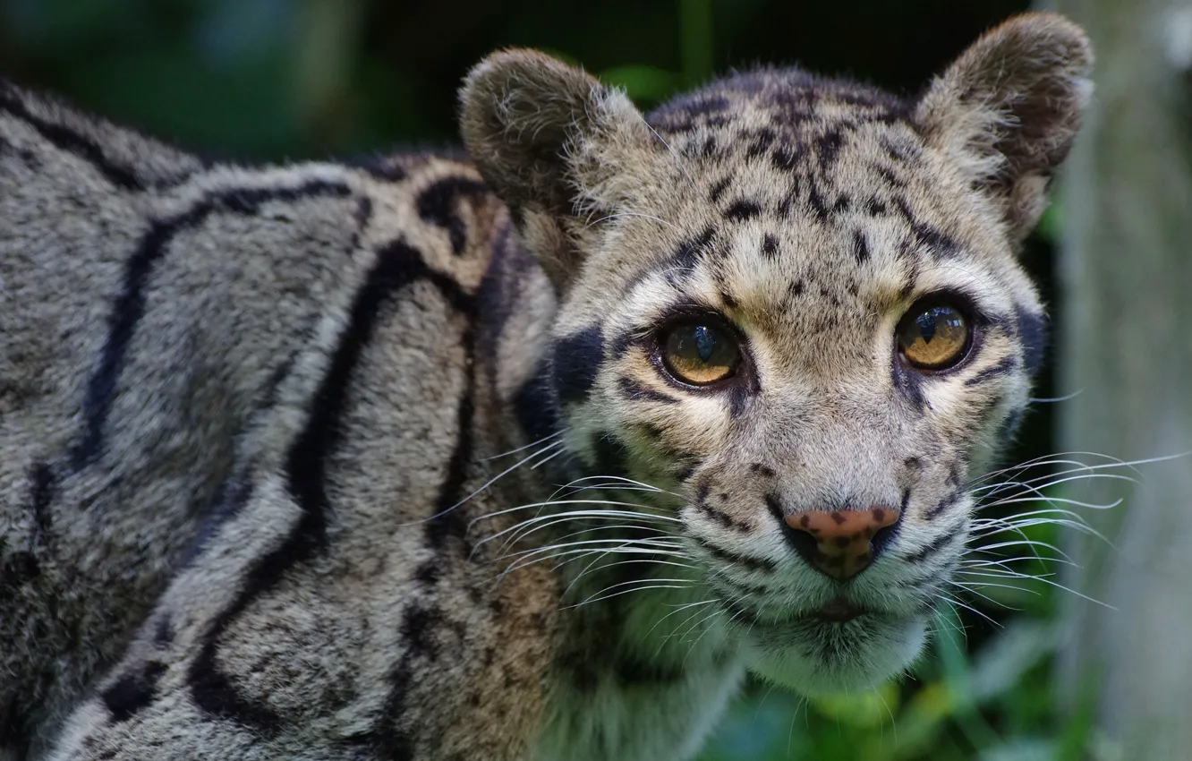 Photo wallpaper look, face, portrait, leopard, clouded leopard