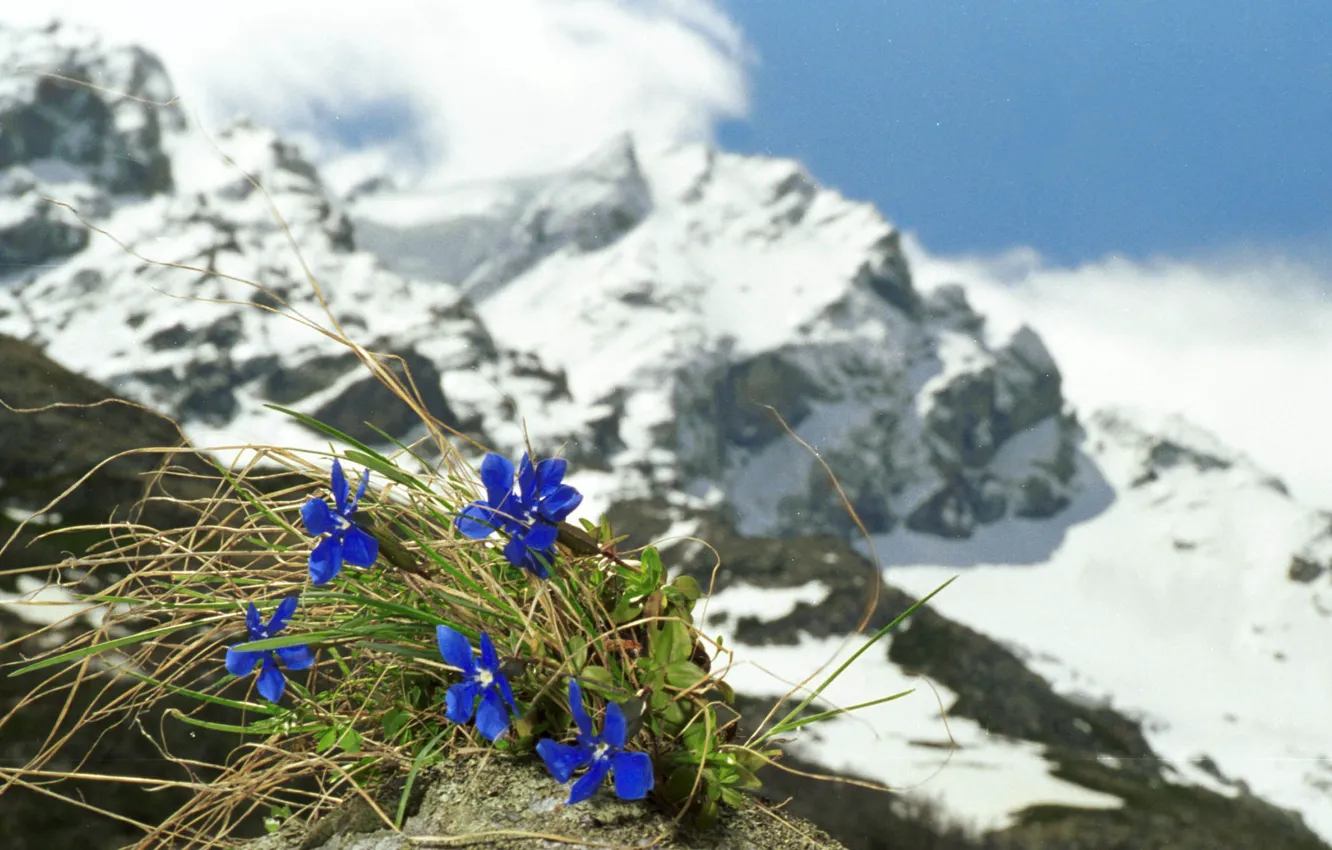 Photo wallpaper snow, flowers, mountains, mountain landscape, Gentians